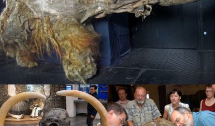 HOT NEWS: Ancient Creature Rediscovered: 24,000-Year-Old Animal Found Alive in Siberian Permafrost.