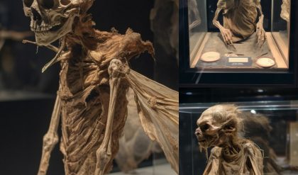 Unveiling Ireland’s Mythical World: A Journey Through the Museum of Legendary Creatures