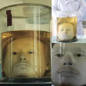 Unveiling a Dark Past: The 200-Year-Old Severed Head of Serial Killer Diogo Alves on Display at the University of Lisbon.