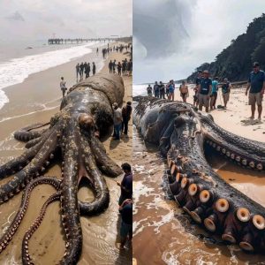 HOT: EL KRAKEN SURGE EN INDONESIA un pulpo gigante es viral en redes sociales ¿Será REAL?