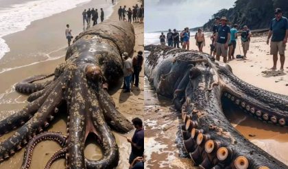 HOT: EL KRAKEN SURGE EN INDONESIA un pulpo gigante es viral en redes sociales ¿Será REAL?